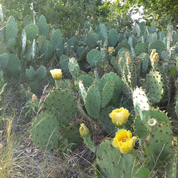 Meet your Posher, Donna - Picture 4 of 6